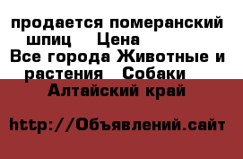 продается померанский шпиц  › Цена ­ 35 000 - Все города Животные и растения » Собаки   . Алтайский край